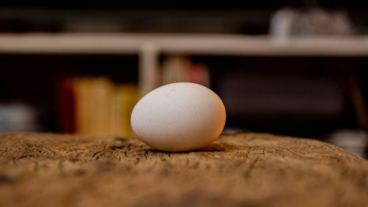 oeuf pour de la musculation
